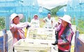 安远县：打造大湾区“果园子”（图）