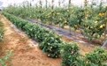 花盆里的苹果树你见过吗？静宁这波操作用“新”了