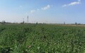 中药材水飞蓟在沧州盐碱地种植成功