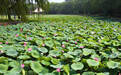 诗画山东 | 德州：一池荷花盛开 展现清丽画卷盛夏之韵