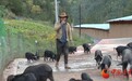 猪王带领群猪每天运动十几小时　95后新农人：让你火