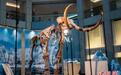 香港中环展出1.2万年前猛犸化石