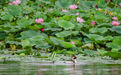 衡水湖：万余“鸟宝宝”春夏繁殖季出生