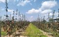 泾川：苹果“俏”枝头　丰收好“钱”景