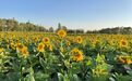 葵花话秋实　瓜州田间地头“金盘子”带来新“钱”景