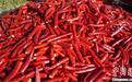 内蒙古红干椒香飘海外 公用品牌市场价值达20亿元
