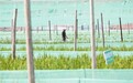 东乡区：稻蛙共作 生态种养（图）