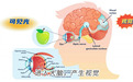 首款小学生专研DHA叶黄素软糖，OCUFACE开创“视力系统保护”3重营养精准护眼