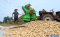 河南开封：白露将至农事忙