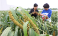 一粒谷子的力量！“张杂谷”种植已覆盖16省区4000万亩