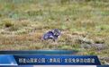 “猫中鳌拜”打卡祁连山国家公园　张掖@你查收怼脸照