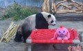 台风重创海南热带野生动植物园 大熊猫兄弟安好
