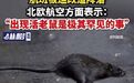 【#北欧航空飞机餐惊现活老鼠# 航班被迫改道降落】据新华社消息，北欧