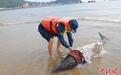 福建漳州海警紧急救助一只搁浅海豚