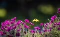 延吉秋天美景引客：蜜蜂、蝴蝶与花