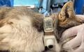 全球首例：藏狐“狐三条”救护后佩戴卫星定位项圈放归