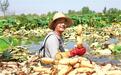 莲藕飘香喜采摘　兰州农旅融出新画卷