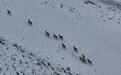 阿克塞：决战雪山之巅　国保“对决”画面曝光
