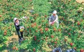 稷山县山楂喜获丰收