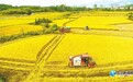 九江：“丰”景如画 沃野飘香（图）