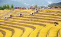 杭州淳安：沉浸式体验 在好风景里收获好“丰”景