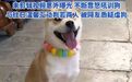 【#百万粉丝宠物博主疑似人设崩塌# 】#柴犬金宝未剪辑视频泄露被质疑