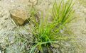“水生植物大熊猫”中华水韭现身安徽休宁
