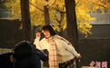 陕西西安：立冬悄至 银杏进入最佳观赏期