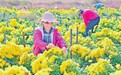 江西：皇菊飘香 助农增收（图）