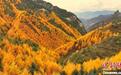 甘肃陇南公路大片　初冬上演“秋色”颂