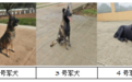 无锡发布退役军犬免费领养公告