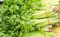 平度马家沟芹菜喜迎丰收 深加工提升农产品附加值