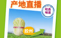 胶州大白菜产地直播 | 从田里到餐桌，感受大自然的馈赠