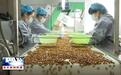 中国·东丰松籽食品产业园：企业生产忙 发展势头强