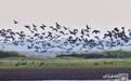 壮观！数以万计大雁飞抵鄱阳湖（图）