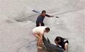 钱塘江搁浅海豚获救后游回“致谢” 湛江搁浅江豚遗憾死亡
