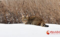 近距离看野生动物界“高级猎手”　vip视角get猫里猫气