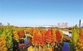 赣江新区星海湖公园层林尽染如画卷（图）
