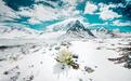 天山雪莲：从“天山瑰宝”到“天山名品”——新疆天山雪莲制药将生态高颜值转化成经济高颜值