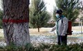 张掖临泽树木穿“防护衣”　不露“脚”保暖效果杠杠滴