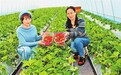 特色种植模式助力村民增收