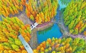 南昌市鱼尾洲湿地公园：层林尽染 冬日画卷（图）