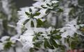 庐山迎来今冬第一场降雪 雨凇雾凇雪凇景观齐现（图）
