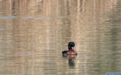 世界极危物种青头潜鸭又现永年洼湿地