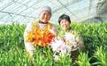 兰州新区10万枝百合花上市　香飘全国