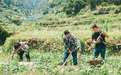 仙渡乡：“小番薯”跨山出海助力乡村振兴