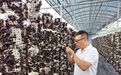 甘肃省礼县致富带头人张扬：返乡创业，点亮三农梦想的青年力量