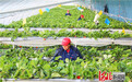 河北张家口：无土栽培草莓供应春节市场