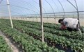 南昌县蒋巷镇：草莓“上新” 铺就“致富路”