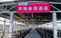 津玖羊：引领盐池滩羊行业品质革新